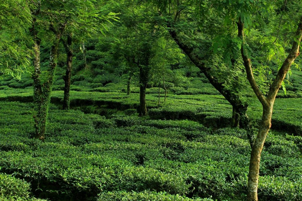 Exploring Sylhet tea garden, Bangladesh tour.
